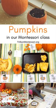 Pumpkins in Our Montessori Class - Trillium Montessori