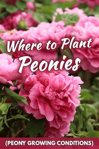 Where to Plant Peonies for Getting the Best Results? - Garden Tabs