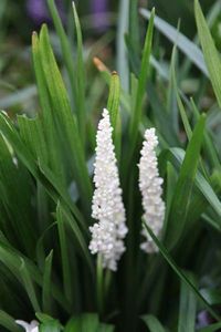 Perfect for a small low maintenance garden, lily-turf Liriope muscari 'Monroe White' works well in containers or borders