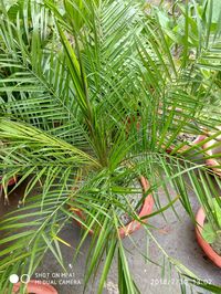 Dwarf Date Palm (Phoenix roebelenii)