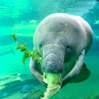 Save the Chubby Mermaids - How to Protect Florida Manatees » Adventure-Seeking Mom