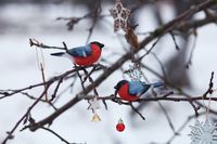 Wooden bullfinches