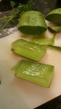 Freshly cut aloe vera plant