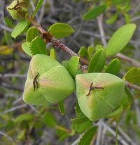 Colliguaja odorifera, pods