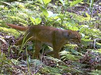 Bay Cat - Catopuma badia