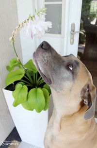 Self-Watering Planters and a Stylish Front Porch | House Full of Summer - front porch decor, white tall planters, summer front porch, summer decor, coastal home exterior, white porch, Florida home, Jackson & Perkins #housefullofsummer