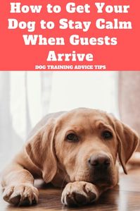 Embarrassed or angry at your dog's unruly behavior towards your guests? Here are some steps on how to get your dog to be calm when your guests arrive. #dogtrainingadvicetips #dogbehavior #dogtraining #dogobedience #dogtrainingtips #dogtips #dogcalm #dogs #dogtrainingbasic