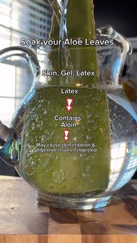 Are you really allergic to aloe? Or could it be the presence of latex causing adverse reactions? Maybe it hasn’t gone through the proper process prior to use! Let’s talk about it 👇 Soaking aloe vera in water serves to eliminate the yellow latex, a bitter exudate located just beneath the leaf’s epidermis. The latex contains bioactive compounds such as aloin, which can induce dermal irritation and gastrointestinal disturbances upon ingestion. Immersing the aloe vera leaf in water facilitat...