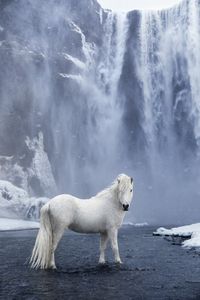 Un photographe capture de magnifiques images de chevaux plongés dans le paysage épique de l'Islande