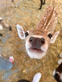 #deer #cute #animals #funny