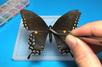 How to Preserve a Butterfly: a Step-by-Step Guide | MarcoFeng