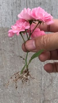 Germinating roots from a plant