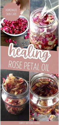 Discover the medicinal properties of healing rose petal oil, natural herbs & DIY body care. This homemade oil, made from the delicate petals of roses, is a versatile addition to your skincare routine. Known for its soothing and healing properties, rose oil is a natural way to enhance both skin and hair care. Learn how to make rose oil at home.. Find more about herbal oils for skin, homemade skin care, and natural oils at simplybeyondherbs.com