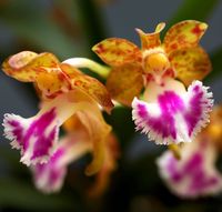 Orchidee Aerides flabellata.  Duftende Blumen!  Blütendurchmesser: 2 -2,5 cm  Diese Hybride pflegt wie eine Vanda-Orchidee. Sehen Sie hier den Pflegeratgeber im Blog.  Die Dekoschale ist nicht im Preis enthalten.