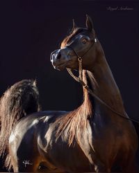 Stardom Sky at Royal Arabians