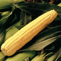 30972-Early-Sunglow-Sweet-Corn