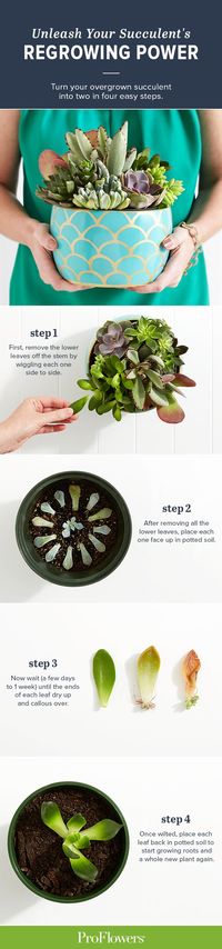 Have a succulent that's overgrowing its container? There's no need to kill or ditch the plant; instead use these steps to turn one succulent into two. Who knows, you might find succulents so easy and long-lasting you'll want to send one to a friend (or yourself!).: