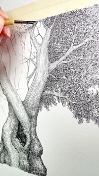 Detailed drawing of an imaginary oak tree. Fine leaf details using a mapping pen