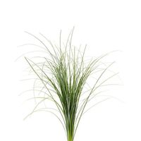 Plant: Bear Grass Size: 70cm Color: GreenBunch Count: 10 BunchesStem Count: 25 Stems Per Bunch