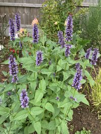 Agastache scrophulariifolia