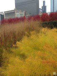 Lurie Garden | Chicago, Illinois Piet Oudolf  #roydiblik #northwindperennialfarm