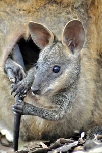 Playing in mom’s pouch. 