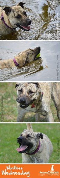 Ginger's Day at the Dog Park #dog #dogadopt #dogadoption #adoptadog #dogstuff  #cuteanimals #dogstuff #puppy #puppylove #wordlesswednesday