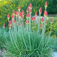 Pfitzer's Hybrid Mix' is an outstanding selection of Red Hot Poker with showy spikes of tubular orange and yellow flowers. Native to South Africa, this durable wildflower is highly attractive to hummingbirds. Drought resistant/drought tolerant plant (xeric).