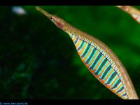 Pipefish