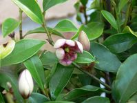 Port Wine Magnolia (Michelia) - Amber Leaf Landscaping | Sunshine Coast landscaping | Garden Design