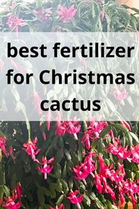 Get the best ideas for fertilizer for Christmas cactus and Thanksgiving cactus here! Promotes bigger blooms, health foliage and strong roots.