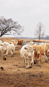 Shorthorn