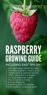 A complete guide to growing raspberries easily in a small space for grow your own beginners including how much space raspberries need and how many canes to grow.