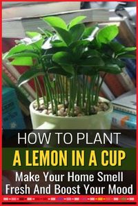 #lemon #care #grow #indoor #gardening