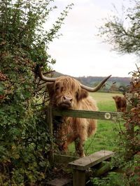 'Highland Cow' Photographic Print - Tek Image | Art.com