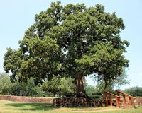 Post Oak is a Blessing to the Prairie States: Post Oak at Virginia Tech