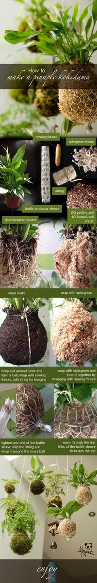 How to make a pinaple kokedama