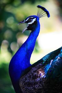 Peacock squawk