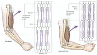 Muscle contraction and relaxation at the sarcomere level.