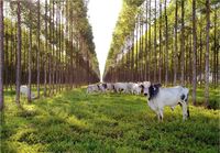 Integração Lavoura Pecuária Floresta - ILPF - Sistema de cultivo agroforestal