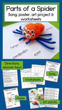 What fun activities for teaching and learning about the parts of a spider! Your kindergarten, first and second grade students will love creating a spider art project, singing about the parts of a spider, and labeling (writing words or cut and paste), all while developing lots of new vocabulary! (cephalothorax, abdomen, pedipalps, fangs, spinnerets) perfect for a unit on spiders, animals, or even for Halloween!