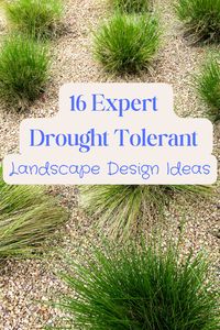 Drought Tolerant Landscape Design Ideas: Thirsty for a jaw-dropping landscape that won't guzzle all your water resources? Check out the top drought tolerant landscape design ideas. #rainscapes #rainbarrels #outdoorliving #landscapingideas #riverrock #peagravel #clovergroundcover #nowatergrass #droughtresistantplants #native plants