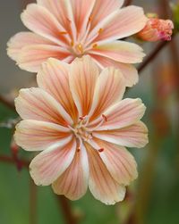 Lewisia Cotyledon 'hybrids'