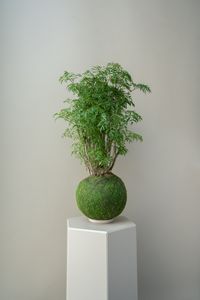 Aralia Ming - Kokedama | KUBODE