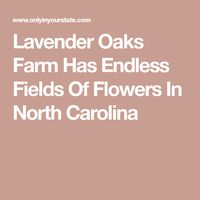 Lavender Oaks Farm Has Endless Fields Of Flowers In North Carolina