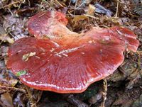 When it matures the beefsteak fungus (Fistulina hepatica) looks like a piece of liver and exudes a watery blood-like liquid. It is usually to be seen low on the trunks of oak trees in late summer to autumn. To order our handy #fungi ID swatch book, head to: http://www.woodlandtrustshop.com/products/204-fungi-swatch-book.aspx?utm_source=pinterest&utm_medium=social&utm_campaign=wt_2014