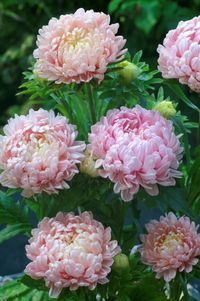 Aster Paeony Duchess Pink aster Callistephus 50 Flower - Etsy