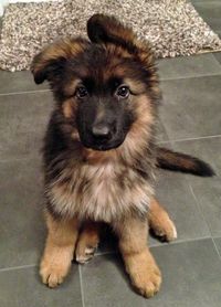 Lexi the German Shepherd