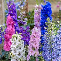 Delphiniums with Sunny Skies Choose your favorite color and your favorite background.  Customized orders take approximately two weeks to create and ship. Gift options are available!