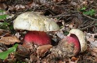 Satan’s Bolete (Boletus satanas): Poisonous. This bulbous, oak loving mushroom is hard to mistake. The cap is usually pale gray to olive and the stalk is redish-pink and fading to off-white with age. The flesh will turn blue when bruised. Will cause violent vomiting if eaten, although some eat it with no problem. As David Arora says, “…when so many more delectable and less dangerous mushrooms abound, why tempt fate?” Cap: 2.8-11.8 inches (7-30 cm). Commonly found in warmer temperate climates of